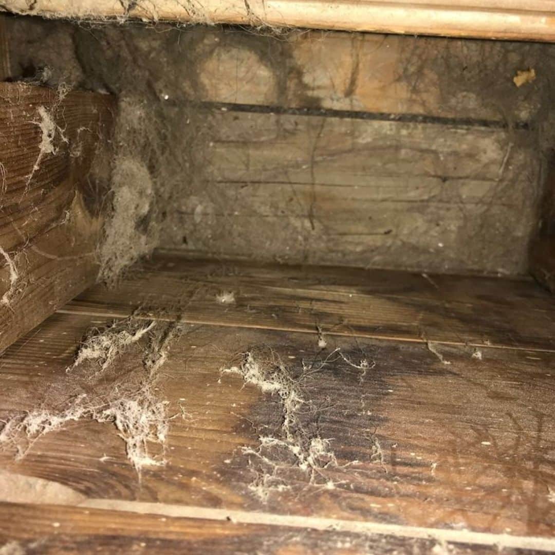 Professional Mold Removal in Boston, MA